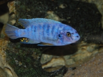 Labeotropheus fuelleborni chizumulu  Island(Male MC)
