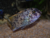 Labeotropheus fuelleborni Chizumulu  Island(femelle OB)