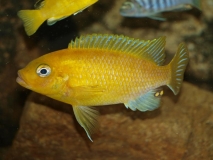 Petrotilapia xanthos Gallireya Reef (Mâle)