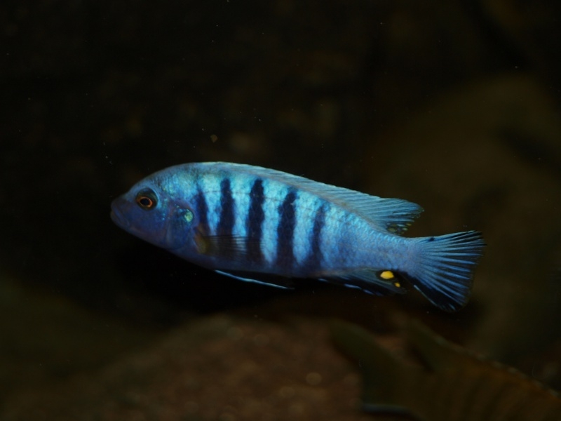 Maylandia pulpican Maingano Island (Mâle)