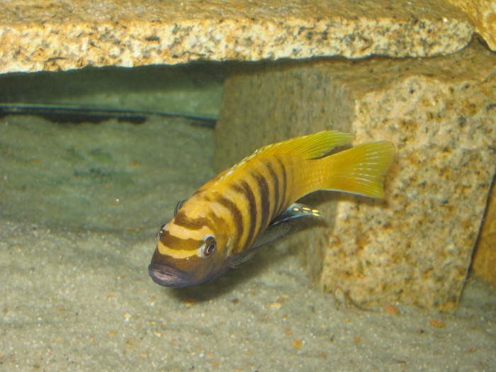 Maylandia sp. 