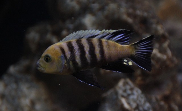 Cynotilapia sp. 