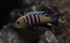 Cynotilapia sp. "lion" Lion's Cove (Male)