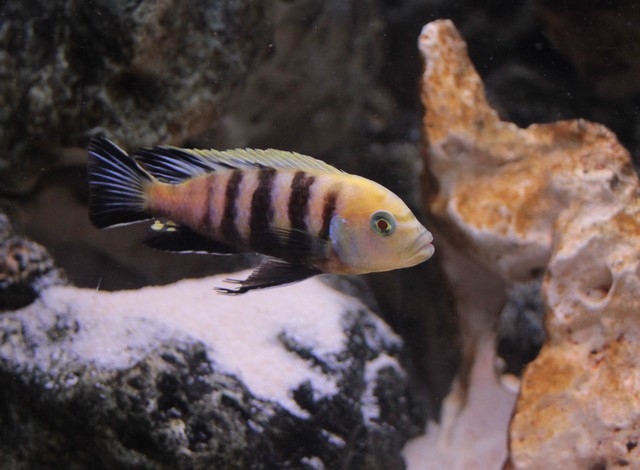 Cynotilapia sp. 