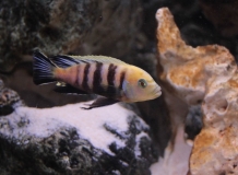 Cynotilapia sp. "lion" Lion's Cove (Male)