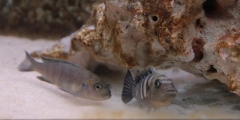 Cynotilapia sp. "lion" Lion's Cove (intimidation entre femelles )