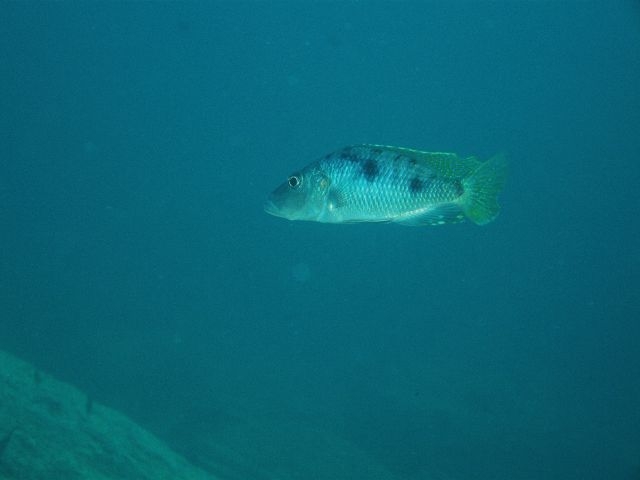 Stigmatochromis woodi Same Bay (Male)