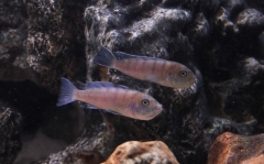Cynotilapia sp. "lion" Lion's Cove (Femelles)