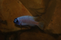 Labeotropheus trewavasae Manda (mâle)