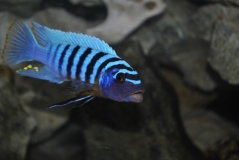 Maylandia fainzilberi Makonde (Male BB)