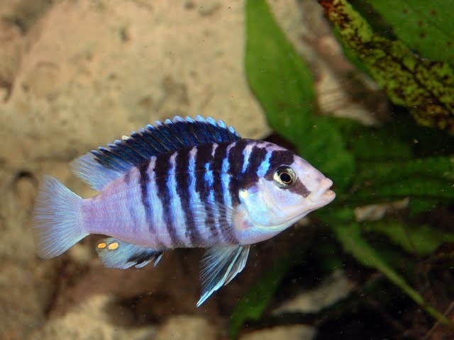 Labidochromis chizumulae Chizumulu Island (Male)
