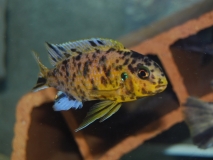 Tropheops tropheops Makokola reef  (Mâle MC)