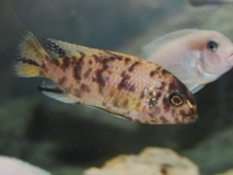 Tropheops tropheops Makokola reef (Femelle OB)