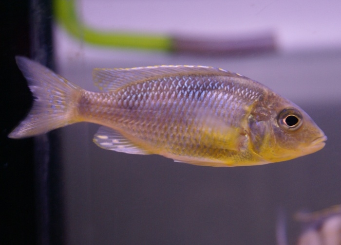 Ctenopharynx nitidus (Male)