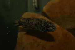 Labeotropheus trewavasae Manda (Femelle)