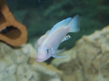 Maylandia callainos Tumbi Reef (Male)