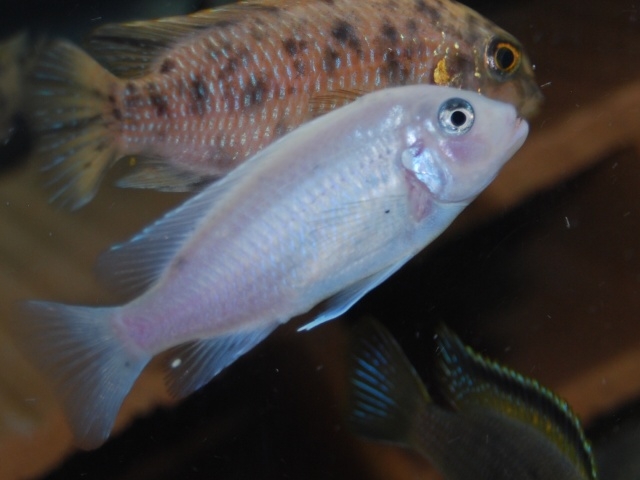 Maylandia callainos Tumbi Reef (Femelle)