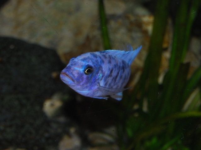 Maylandia callainos Nkhata Bay (Male MC)