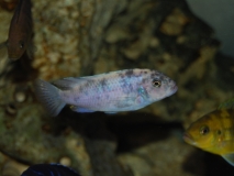 Maylandia callainos Nkhata Bay (Femelle)