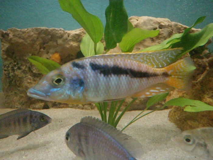 Mylochromis sp. 