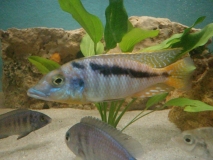Mylochromis sp. 