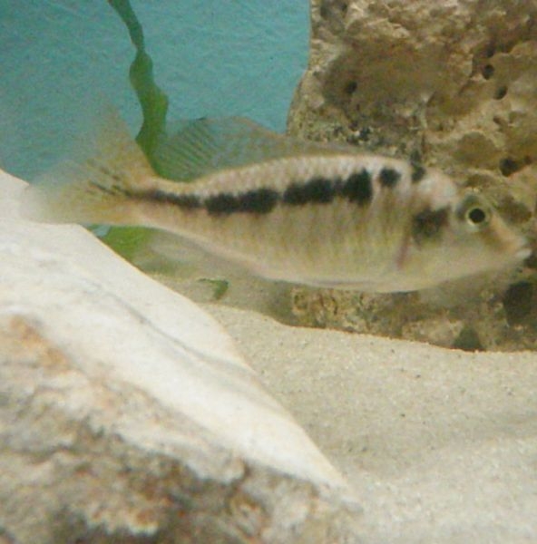 Mylochromis sp. 