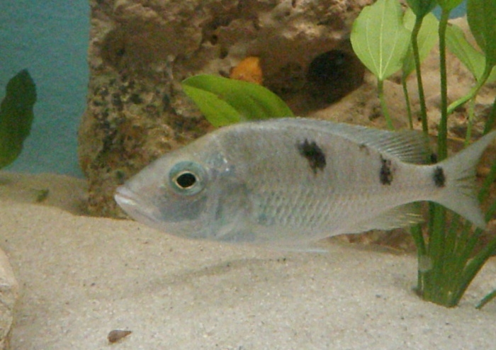 Hemitilapia oxyrhynchus (Femelle)