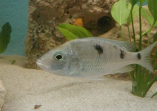 Hemitilapia oxyrhynchus (Femelle)