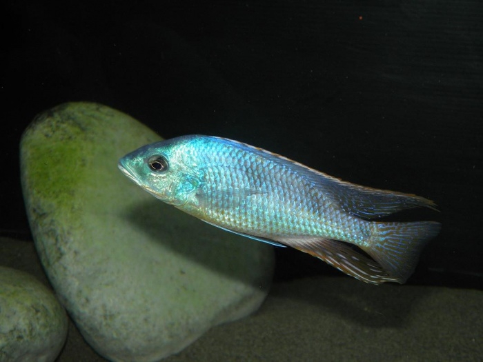 Hemitilapia oxyrhynchus (Male)