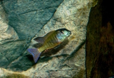 Lethrinops albus Kande Island (mâle)