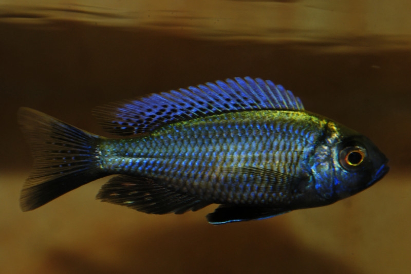 Copadichromis chrysonotus Liuli (Male)
