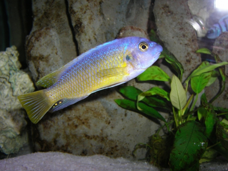 Labeotropheus fuelleborni Katale Island (Mâle)