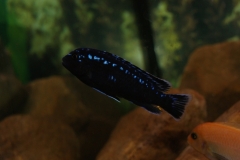 Pseudotropheus interruptus Chizumulu Island(Mâle)