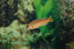 Pseudotropheus interruptus Chizumulu Island (Femelle)
