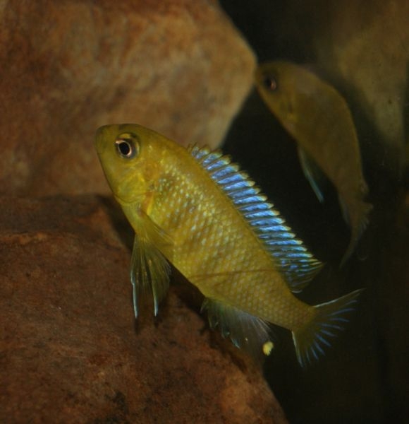 Tropheops sp. 