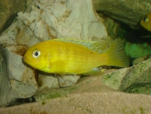 Tropheops sp. 