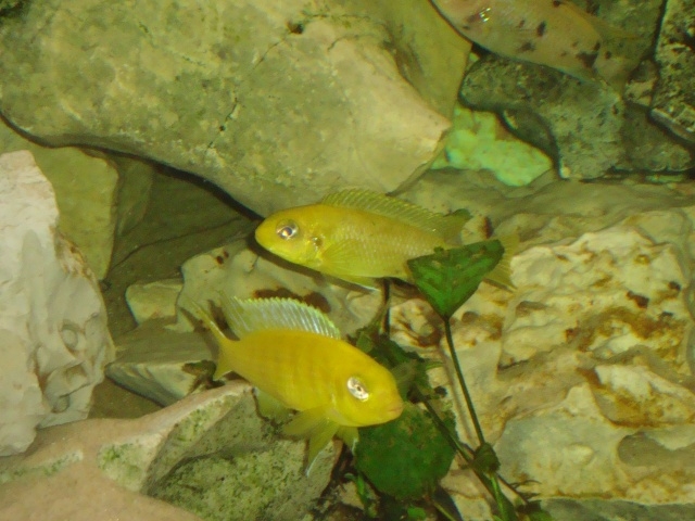 Tropheops sp. 