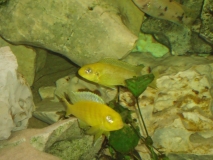 Tropheops sp. 