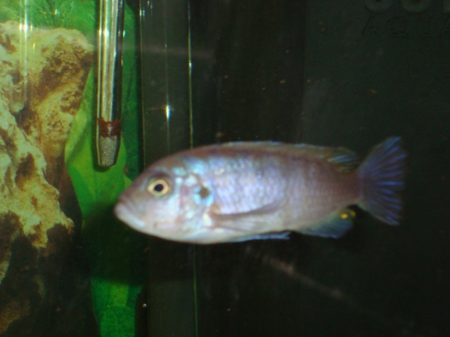 Cynotilapia zebroides Katale (Femelle)