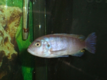 Cynotilapia zebroides Katale (Femelle)