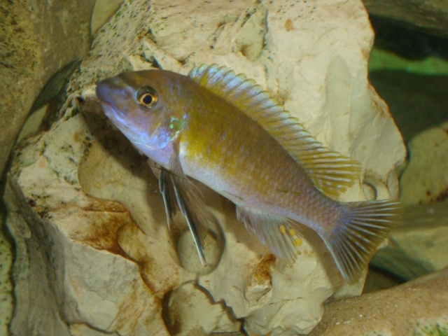 Labeotropheus trewavasae Sambia Reef (Mâle)