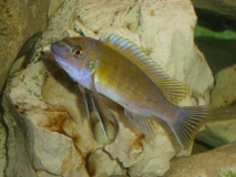 Labeotropheus trewavasae Sambia Reef (Mâle)
