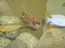 Labeotropheus trewavasae Sambia Reef (Femelle)