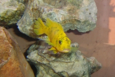 Maylandia sp. 