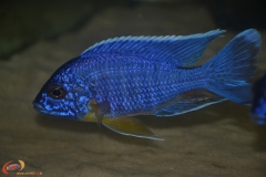 Aulonocara stuartgranti Chitimba Bay "Maisoni" (mâle)