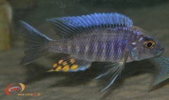 Aulonocara maylandi kandeensis (mâle)
