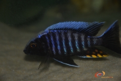 Aulonocara maylandi kandeensis (mâle)