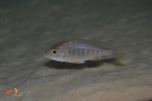 Aulonocara maylandi kandeensis (femelle)