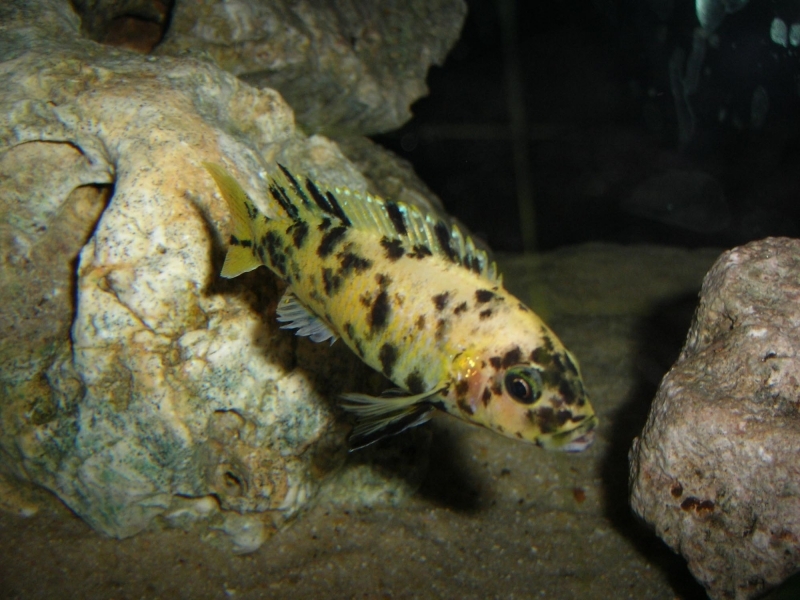 Maylandia sp. 
