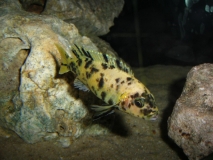Maylandia sp. 